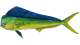 Mahi Mahi is a type of fish to catch on our offshore (deep sea) fishing charter trips.