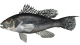 Sea Bass is a type of fish to catch on our nearshore fishing charter trips.