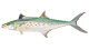 Spanish Mackerel is a type of fish to catch on our nearshore fishing charter trips.